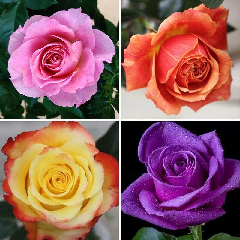 คละสี 100เมล็ด/ซอง เมล็ดพันธุ์ ดอกกุหลาบ Rainbow Rose Seeds Rose Flower Seeds for Planting Rose Plan