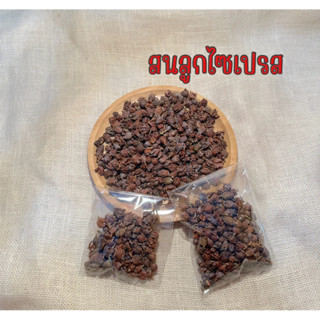 ลูกสนไซเปรส ลูกสนจิ๋ว อาหารสำหรับสัตว์เลี้ยง นก กระรอก