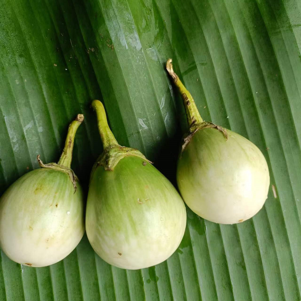 Thai Eggplant Seeds มะเขือเปราะ หยาดทิพย์ 200เมล็ด ศรแดง Thai eggplant seeds