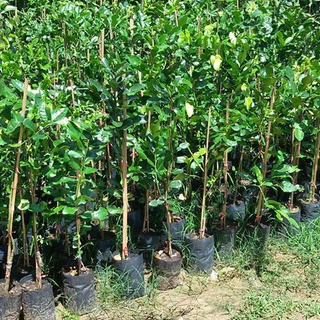 1 ต้นมะกรูด เสียบยอด Kaffir lime ต้นสูง 60-70 ซม ต้นสวย
