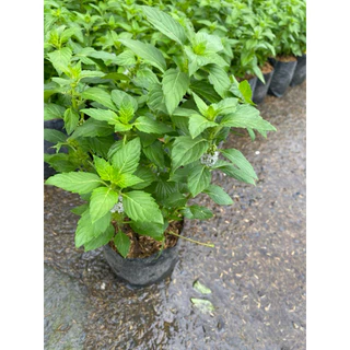 ต้นมินต์-ต้นเปปเปอร์มินต์ (Peppermint) จัดส่งแบบถุงชำ