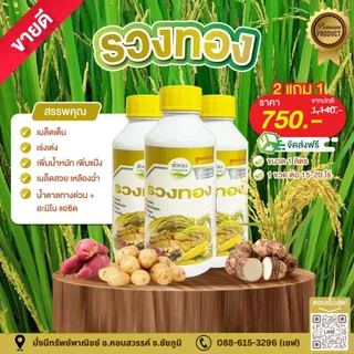 รวงทอง 1L.น้ำตาลทางด่วน+อะมิโน รวงแน่นรวงเต่งเมล็ดเต็ม เพิ่มน้ำหนัก ช่วยผสมเกสร เมล็ดสวย เหลืองฉ่ำ 1 ขวดใช้ได้ 15-20 ไร่
