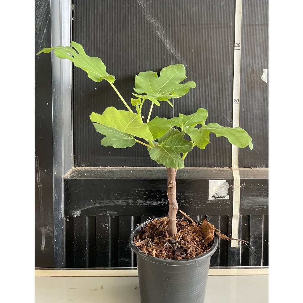 ต้นมะเดื่อฝรั่ง FIG พันธุ์  Verdal/Eastern Brown Turkey/Black LDA และอื่นๆ ในกระถางดำ รากเดินดี ใบฟู