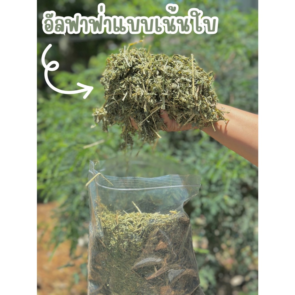 best 1st  อัลฟาฟ่าเส้น อัลฟาฟ่าก้านใบ ร่อนฝุ่น หญ้าแห้งกระต่าย หอมๆ
