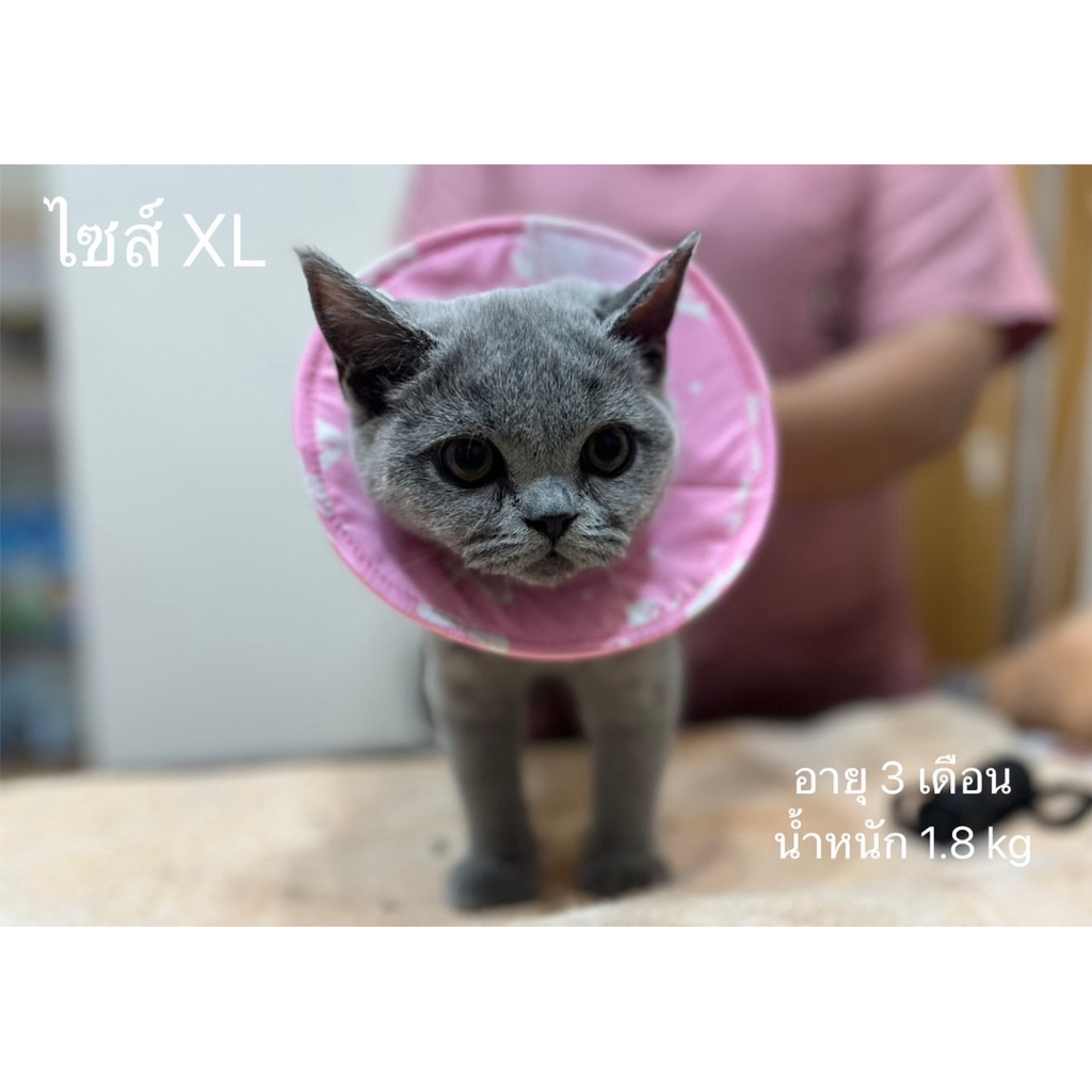 คอลล่ากันเลีย ป้องกันการเกาตา ป้องกันการแทะเท้า แทะแผล สำหรับลูกสุนัขและแมว - รูปที่ 4