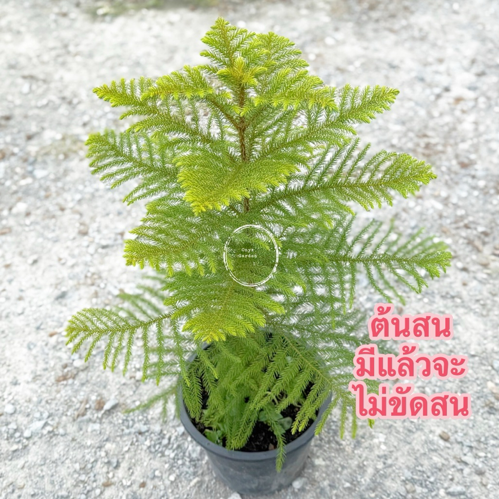 ต้นสนฉัตรไม้มงคลกระถาง11นิ้วสูง80-90เซนวัดจากพื้นนะคะ