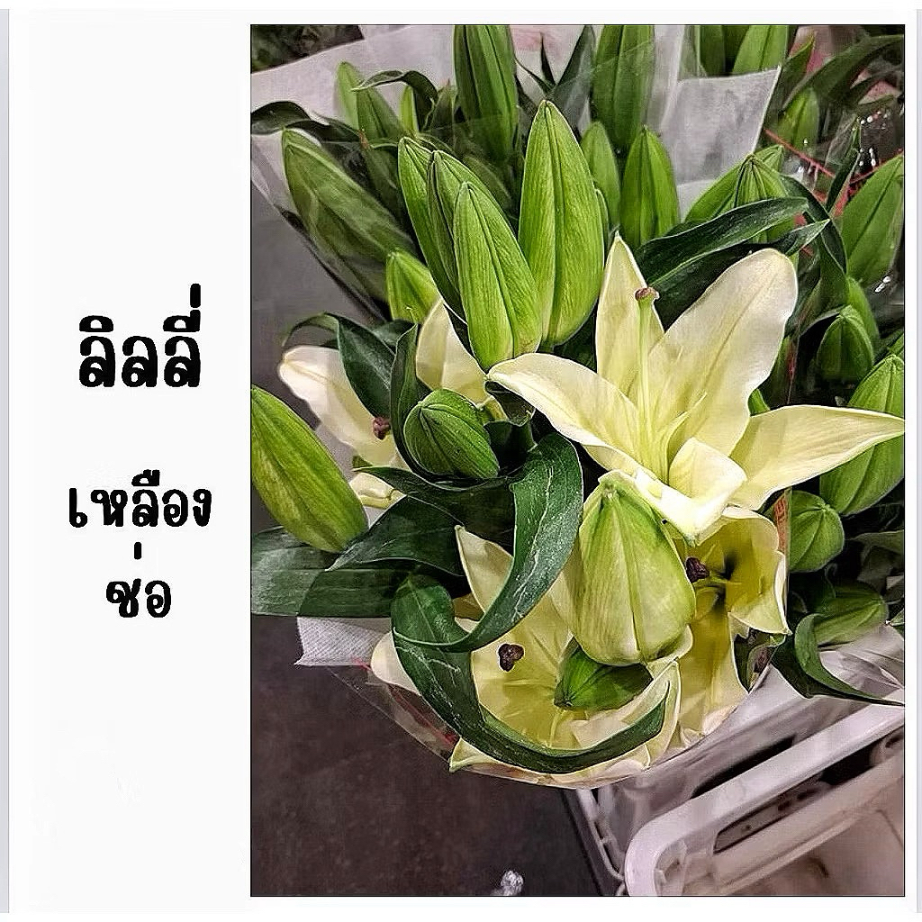 ดอกไม้สด พร้อมส่ง ราคาถูก ลิลลี่ช่อ ลิลลี่เดี่ยว  สีขาว ชมพู เหลือง กลิ่นหอมอ่อน เหมาะเป็นของขวัญ - รูปที่ 5