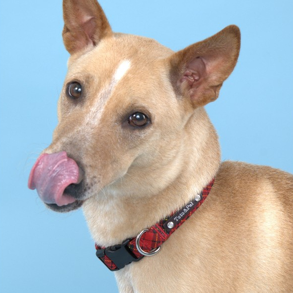 [Toto&Pal] Royal Tartan Check Collar | ปลอกคอสัตว์เลี้ยง รุ่นรอยัลทาร์ทัน