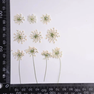 พร้อมส่ง ดอกเอมมี่เมจัส ดอกไม้ทับแห้ง