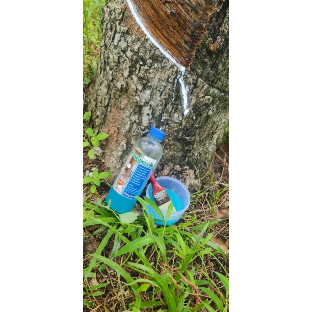 ปุ๋ยน้ำสกัด ฟินพาราบำรุงหน้ายางพารา เพิ่มน้ำยางพารา(ของแท้100%) แถมฟรีแปรงทาทุกขวด - รูปที่ 2