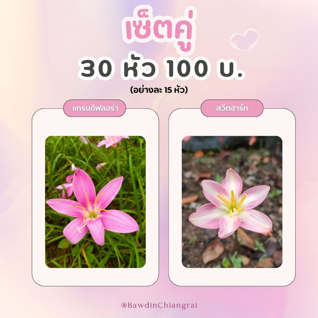 บัวดิน เซ็ตคู่ดอกใหญ่ แกรนดิฟลอร่า(grandiflora) - สวีทฮาร์ท(sweet heart) อย่างละ15หัว