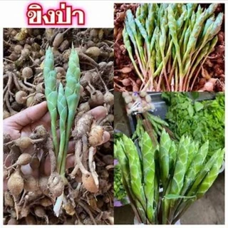 ต้นขิงป่า,ขิงกระต่าย,ขิงขี้กระต่าย ต้นไม้หายากใกล้สูญพันธุ์ ต้นชำถุงพร้อมปลูกสินค้าเสียหายยินดีเคลมฟรี