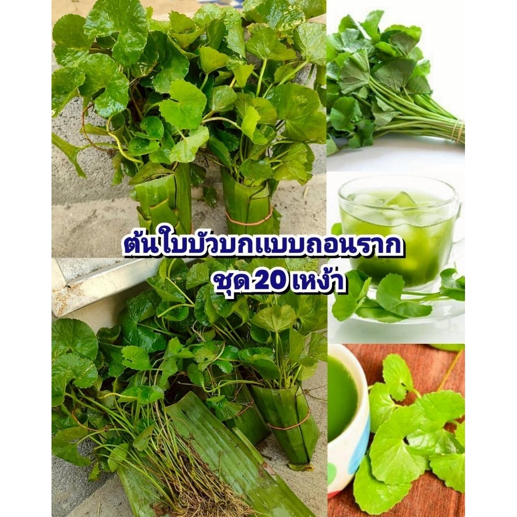 ต้นใบบัวบกเเบบถอนรากพร้อมปลูก ชุด 20 เหง้า ผักพื้นบ้านมากสรรพคุณ ประกอบอาหารได้หลากหลาย ปั่นน้ำทานได้ ปลูกง่ายขยายกอไว