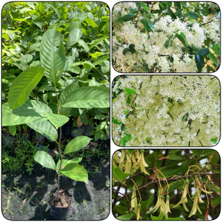 ต้นพะยอมขาว ต้นพยอม เนื้อไม้ดี (สูง 70-90cm) กลิ่นหอมไกล ทนแดด ทนแล้งได้ดี รากแน่น พร้อมปลูก