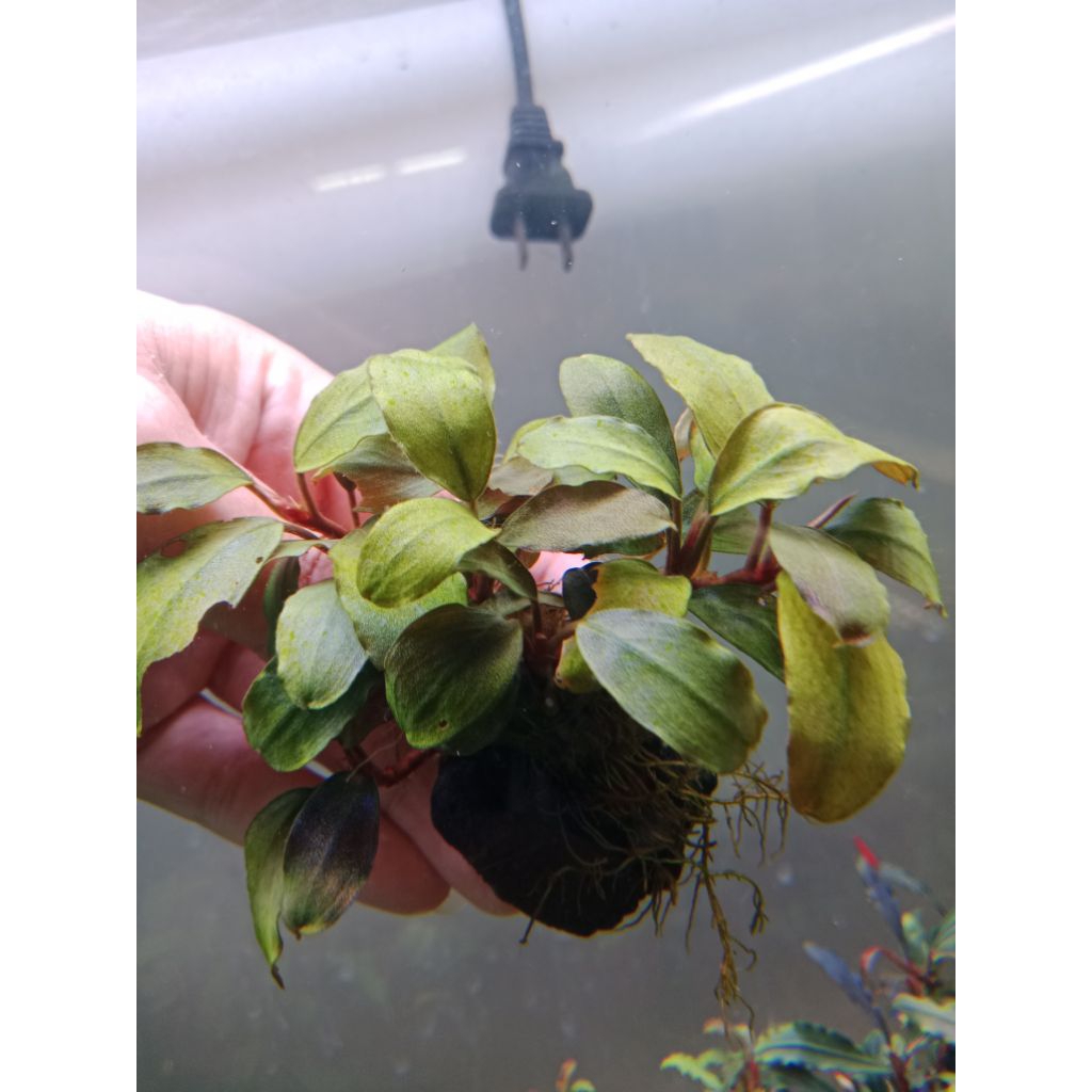 Bucep lagoon ต้นไม้น้ำ