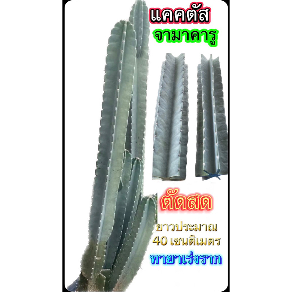 ต้นจามาคารู ความยาวประมาณ 40 เซนติเมตร ตัดสด ทายาเร่งรากให้  ผลทานได้