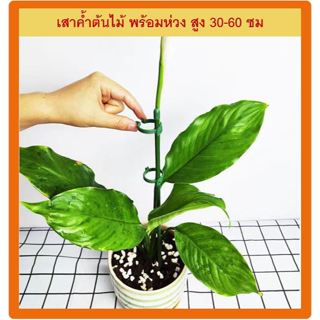 เสาคำต้นไม้ พร้อมห่วง สูง 30 ซม และ 60 ซม