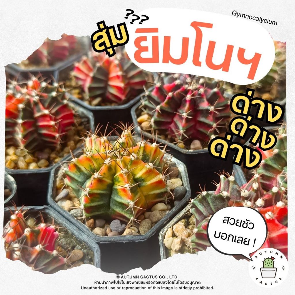 🌵 แคคตัส ยิมโน ยิมโนคาไลเซียม ยิมโนด่าง สุ่ม 1ต้น ด่างครบๆ สวยแน่นอน น่ารัก ปลูกง่าย 🌵