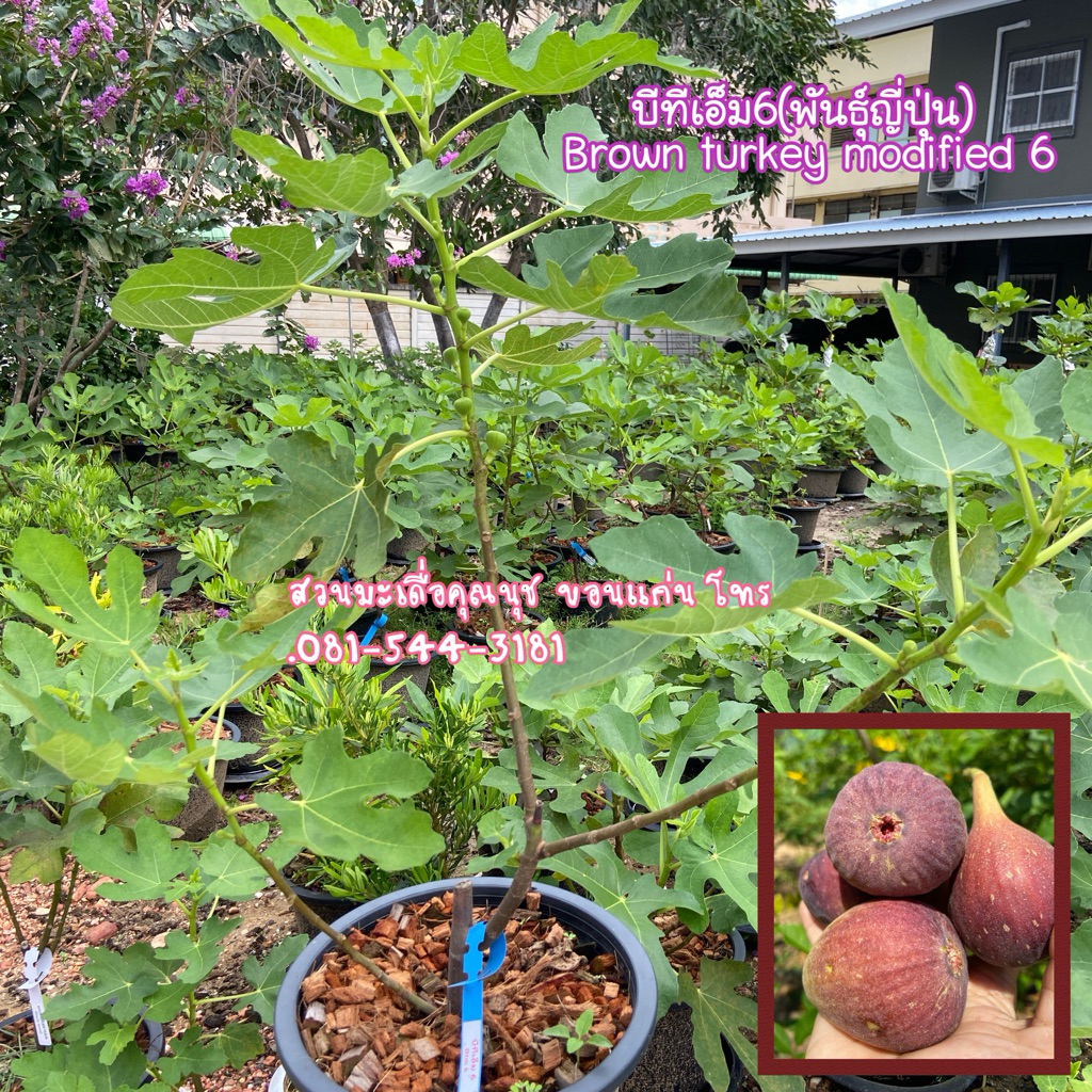 ต้นมะเดื่อฝรั่งพันธุ์ญี่ปุ่น(บีทีเอ็ม6)กระถาง12“ ติดผลแล้วทุกต้น พันธุ์นี้ลูกโตดกมาก หวานฉ่ำ ขอดูต้นจริงได้ค่ะ