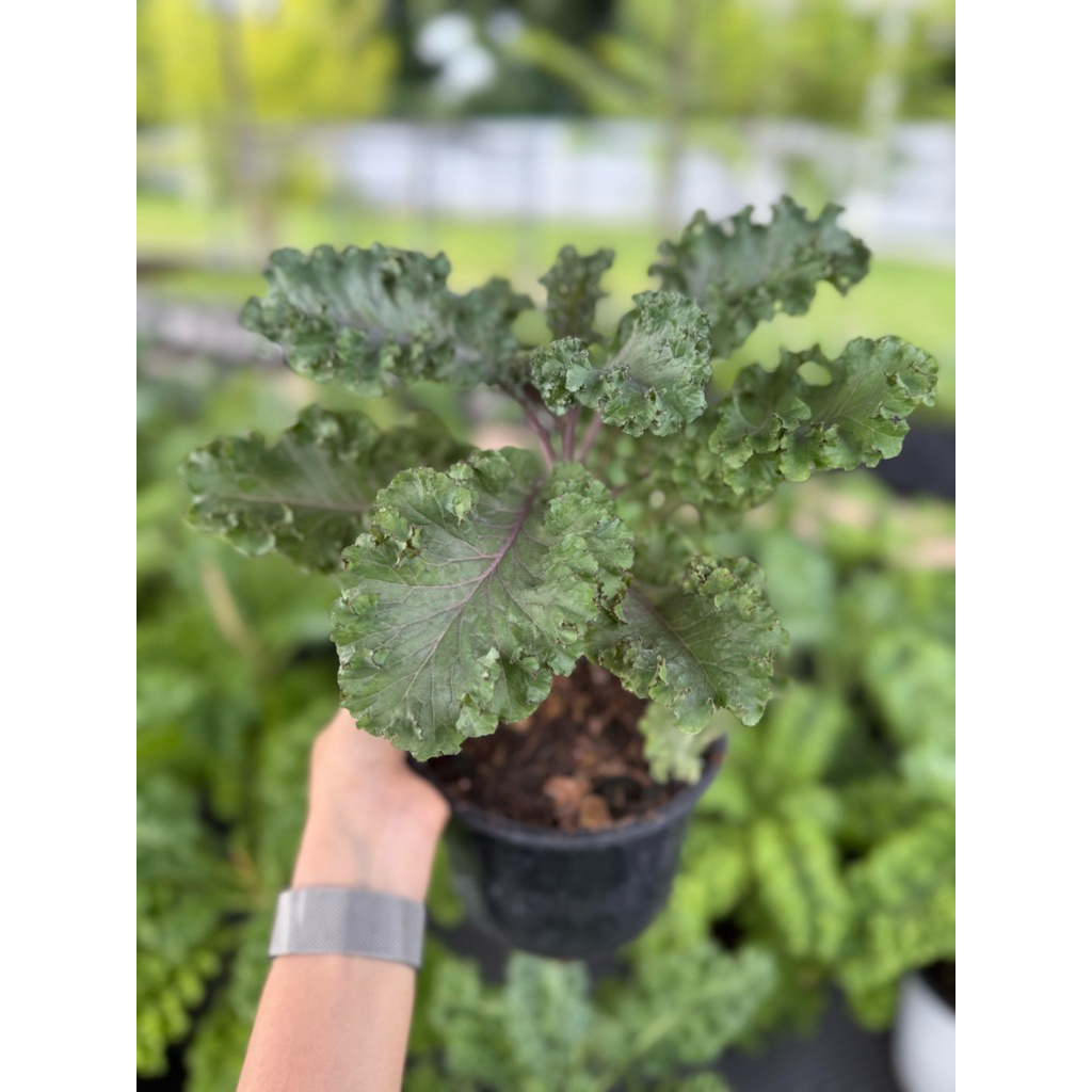 ต้นเคลม่วง Kale Scarlet กระถาง 6 นิ้ว