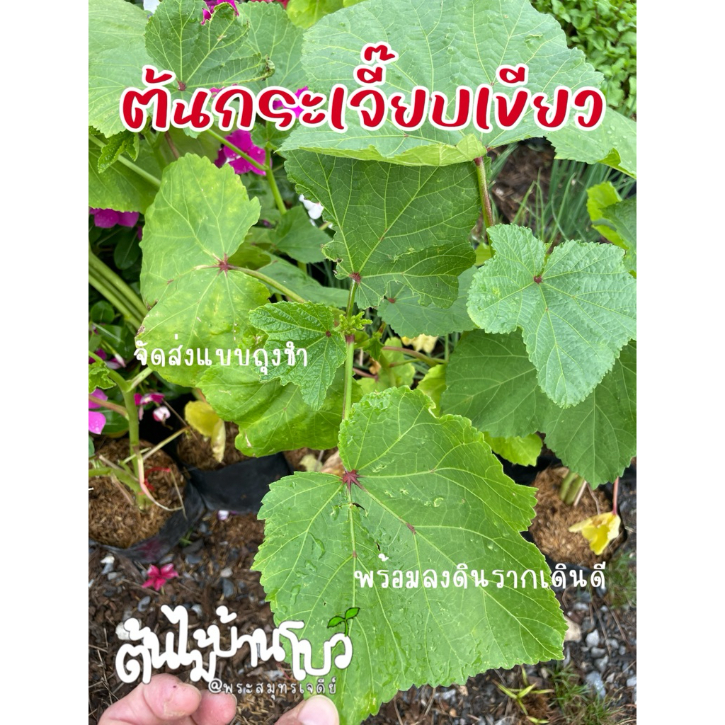 ต้นกระเจี๊ยบเขียว จัดส่งแบบถุงชำ ต้นพร้อมลงดิน