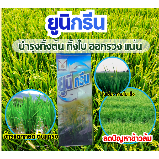 ปุ๋ยน้ำ เร่งแตกกอ เร่งแตกใบ เร่งเขียวทันใจ เขียวไว ข้าวโตไว ต้นแกร่ง ข้าวไม่ล้ม เห็นผลเร็ว ยูนิกรีน ต้านทานโรคแมลง
