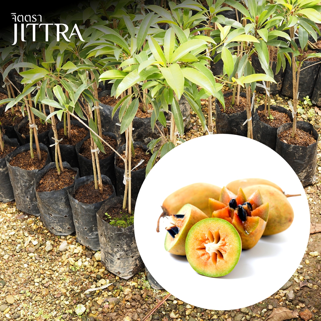 จิตตรา ต้นพันธุ์ละมุดนารายณ์ทอง เสียบยอดสูง 60-80 ซม. โตไวให้ผลเร็ว พร้อมส่ง เคลมฟรี ต้นพันธุ์ผลไม้