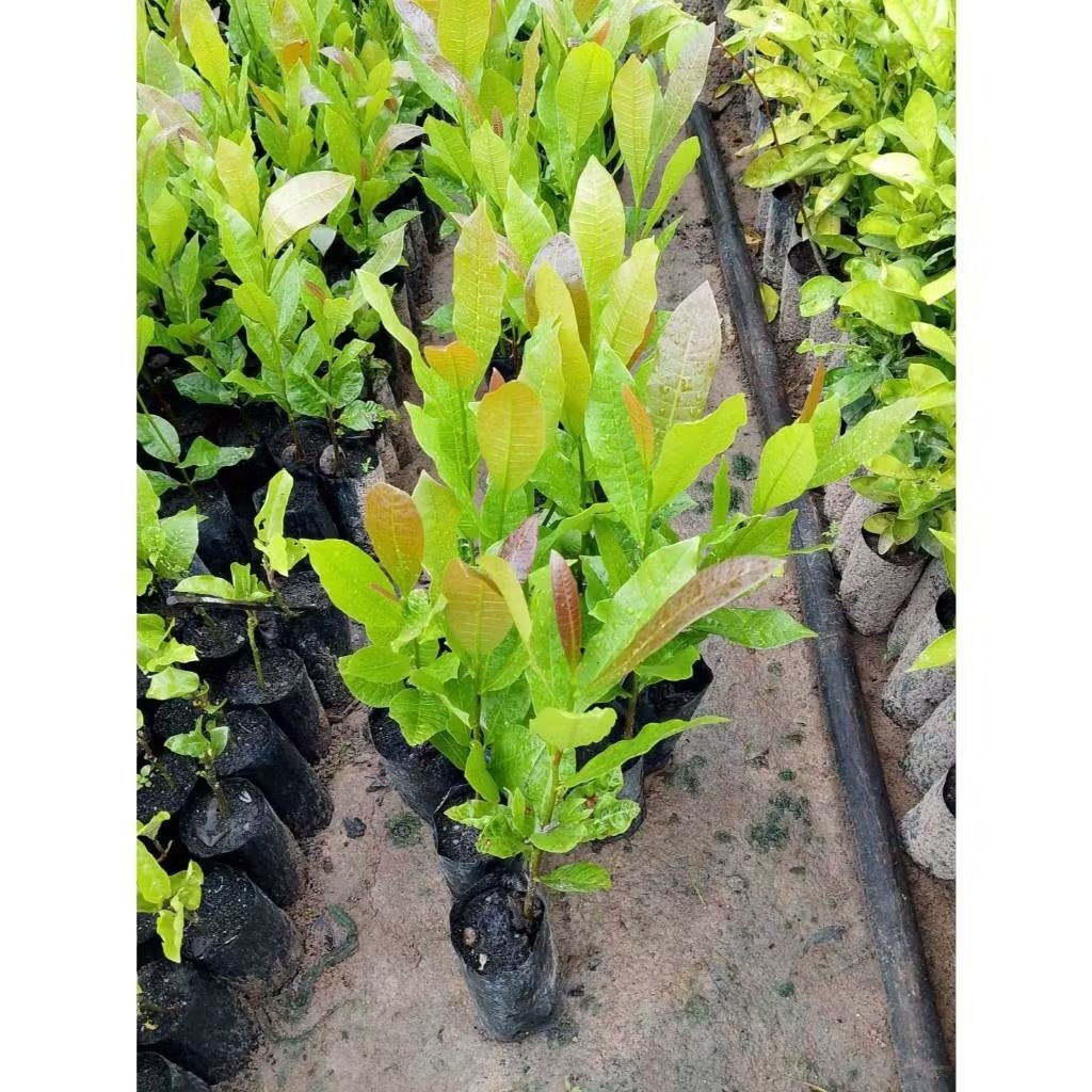 ต้นมะม่วงหิมพานต์ (Anacardium occidentale) – โปรปัง