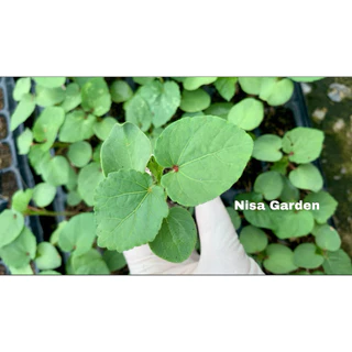 Nisa Garden ต้นกล้ากระเจี๊ยบเขียว ต้นเตี้ย F1 รากเยอะ พร้อมปลูก 🔥(ซื้อ 10 แถมฟรี 2 )🔥