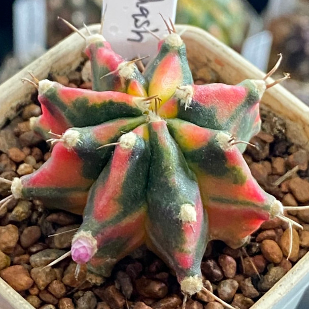 ❤️❤️มีส่งด่วน❤️❤️ยิมโน โคลน Rainbow Dash🌵/Cactus /Gymno/Gymnocalycium/แคคตัส/ยืมโน/ยิมโนด่าง/ไม้ชำหน่อ​