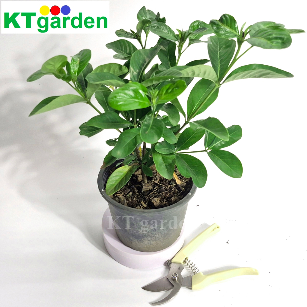 KTgarden ต้นพุดซ้อน กระถาง 5.5นิ้ว พุดซ้อน ต้นพุดซ้อนอินถวา