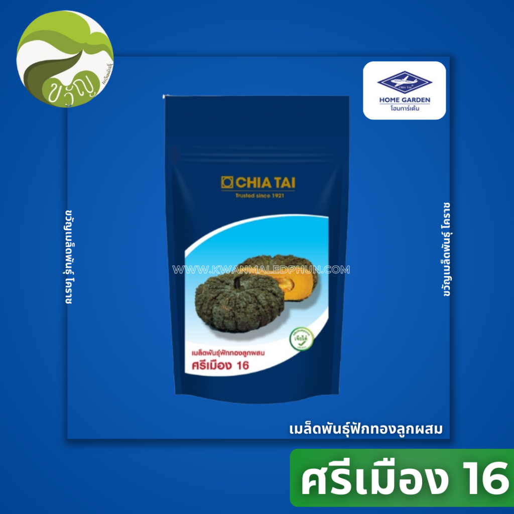 ฟักทองลูกผสม ฟักทอง ศรีเมือง16 ลอตใหม่ล่าสุด