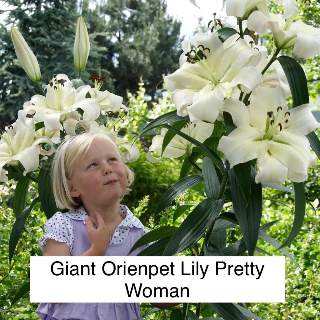 Lily Hybrid ลิลลี่ยักษ์ ขนาดใหญ่ บึ๊กบึ้ม รำไร-แดด