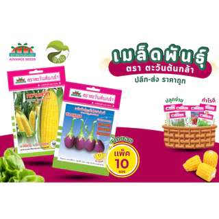 เมล็ดพันธุ์ผักซอง ผักซอง ตราตะวันต้นกล้า (OP) ยกแพค บรรจุ 10 ซอง ราคาส่ง ราคาถูก ล็อตใหม่ล่าสุด
