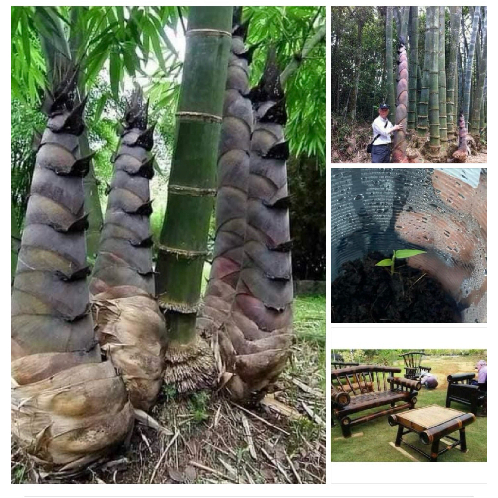 #เมล็ดไผ่หกยักษ์ ลำใหญ่ 8-10 นิ้ว ใช้ทำเฟอร์นิเจอร์ได้