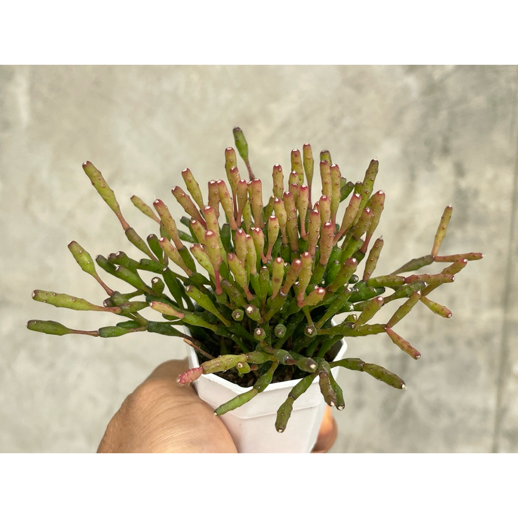 Rhipsalis Salicornioides (Dancing Bones) ไม้อวบนำ้น่ารักๆ กระถาง 2 นิ้ว