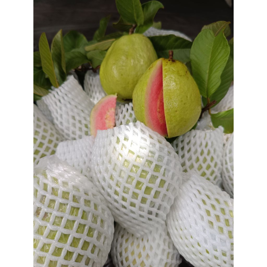 ฝรั่งหงเป่าสือ เก็บสดๆจัดส่งทุกวันจร้าขนาด 3-4ลูกโล  “หงเป่าสือ” เป็นฝรั่งไส้แดง ที่มีถิ่นกำเนิดมาจากไต้หวัน มีลักษณะผล - รูปที่ 6