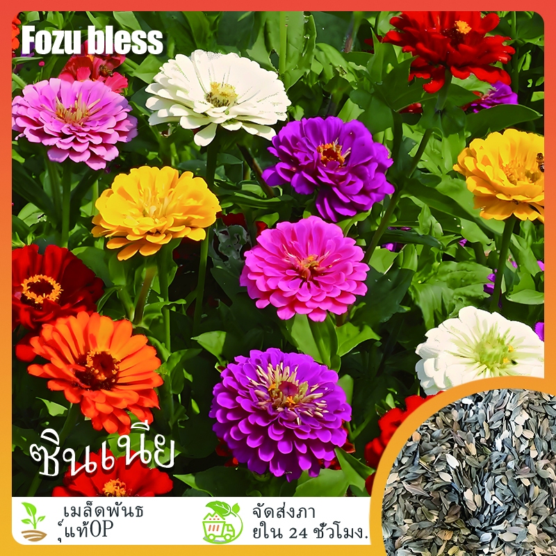 FOZU เมล็ดพันธุ์บานชื่น ดอกใหญ่ คละสี สินค้าแท้ OP 100% อัตราการงอกสูง🌱