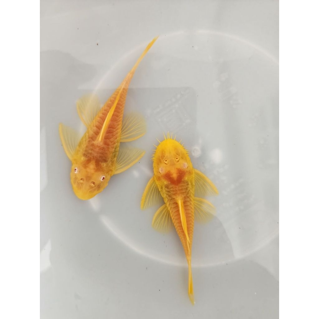 [จัดส่ง2-3วัน]อาหารปลาซัคเกอร์L144 24K(ผู้+เมีย)2.5นิ้วชุด1คู่