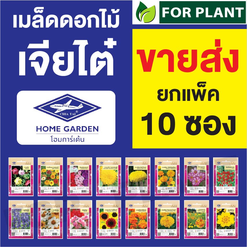 ขายส่ง เมล็ดพันธุ์ ดอกไม้ ตราเจียไต๋ ราคาแพ็ค 190 บาท (1 แพ็คมี 10 ซอง) ดอกไม้ซอง เมล็ดพันธุ์ ดอกไม้ ดอกไม้เจียไต๋