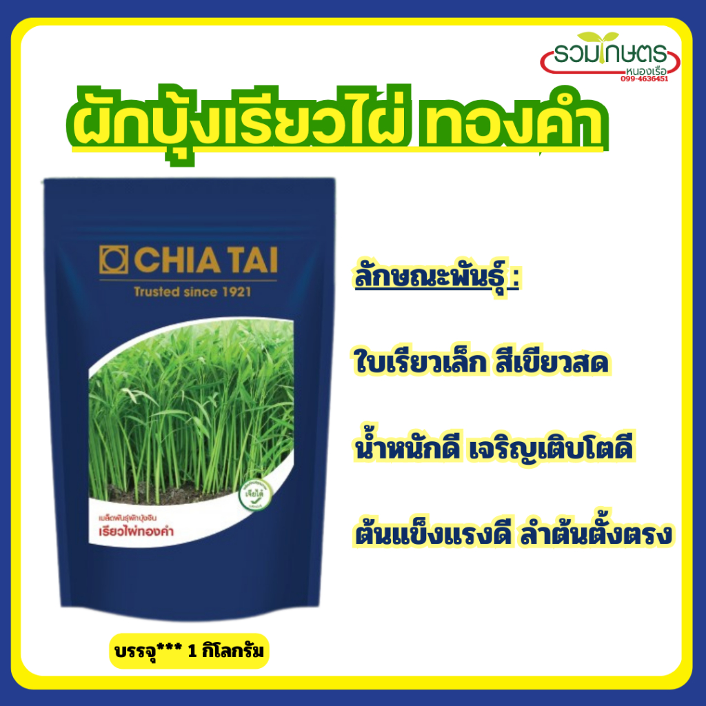 ผักบุ้งจีน เรียวไผ่ทองคำ เจียไต๋ 1 กิโลกรัม ผักบุ้งใบไผ่ ต้นอ่อนผักบุ้ง เมล็ดผักบุ้ง