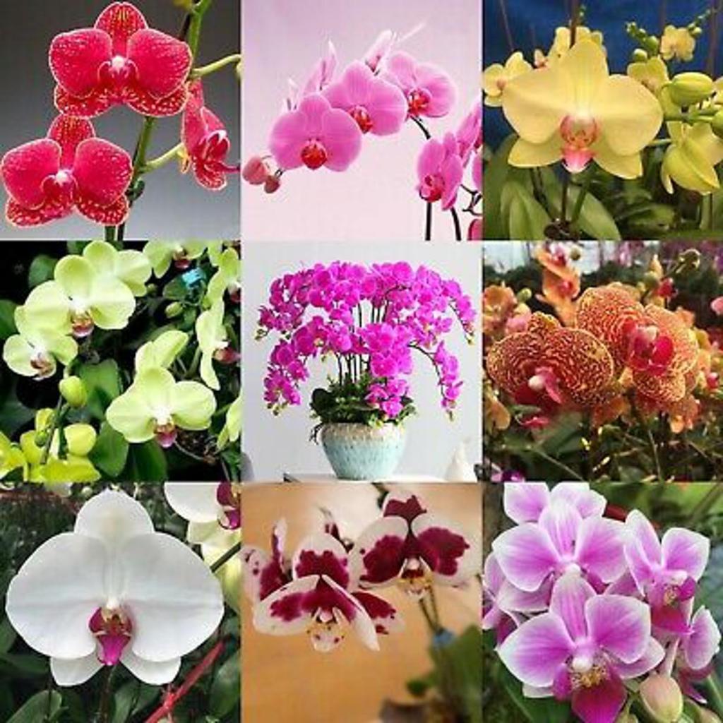 Phalaenopsis Orchid Seeds (50seeds)Sale Potted Flowering Plants Seeds Gardening Bonsai Flower Seeds 