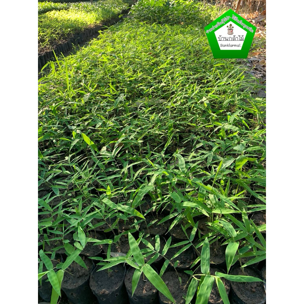 ต้นไผ่ซางหม่นเพาะเม็ด ของแท้ 100% 🎉ต้นแข็งแรง ระหว่างขนส่งสินค้าเสียหาย ทางร้านรับผิดชอบทุกรณีจ้า