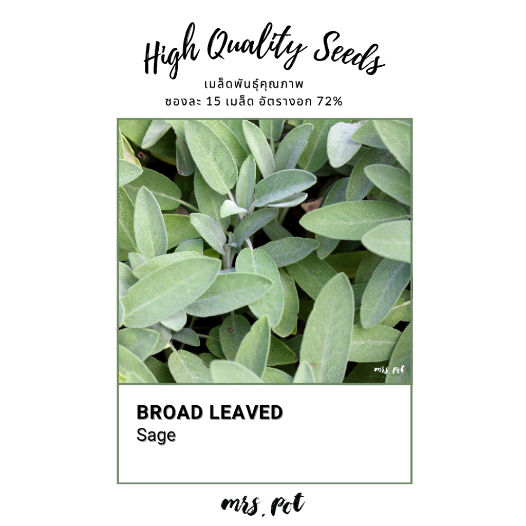 เมล็ดสมุนไพรฝรั่ง Sage Broad Leave รหัส049