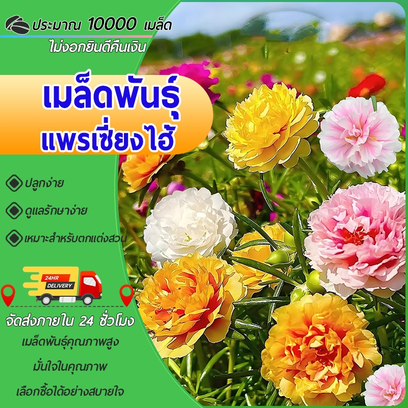 10000 เมล็ด เมล็ดพันธุ์ แพรเซี่ยงไฮ้ เมล็ดแพรเซี่ยงไฮ้ คละสี คุณนายตื่นสาย ปลูกง่าย