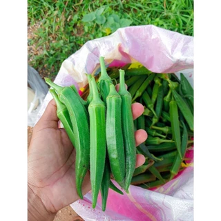 เมล็ดพันธุ์กระเจี๊ยบเขียว 40-100 เมล็ด งอกเร็ว โตไว ปลูกง่ายในดินทั่วไป (ซื้อ 10 แถม 1)