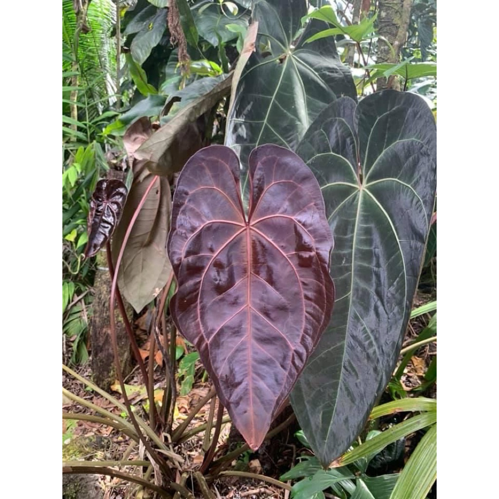 Anthurium papillilaminum🔥Rere🔥หายาก