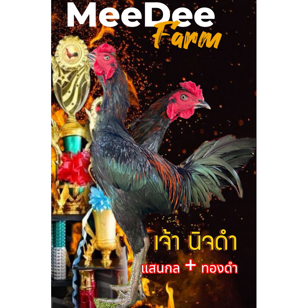 ไข่ไก่ชนพม่า เจ้านิจดำ แม่นหัวล่างพิเศษ จ่ายลูกมีผลงานแล้ว สายเลือดดี