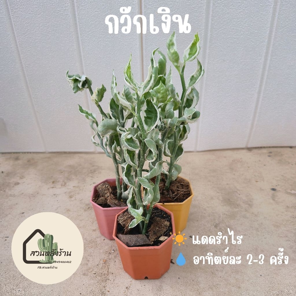 ต้นกวักเงิน ไม้มงคลเรียกทรัพย์ ฟอกอากาศ เสริมโชคลาภ ขายดี ปลูกในบ้านได้ ดูแลง่าย