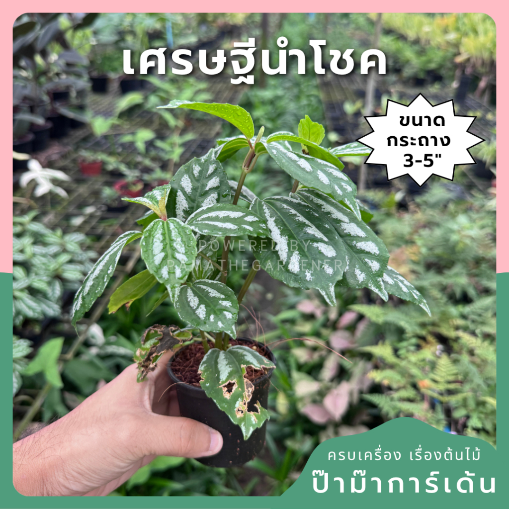 ต้นเศรษฐีนำโชค เศรษฐีนำโชค ต้นไม้มงคล